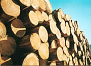 Holz